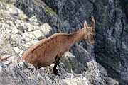 PIZZO DEL DIAVOLO DI TENDA (2916 m.) il 3 settembre 2016 (terza salita)